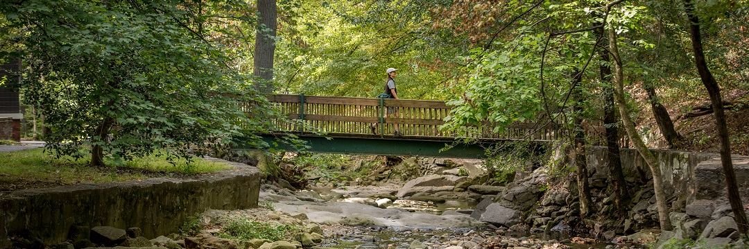 bridge over a stream in the forest