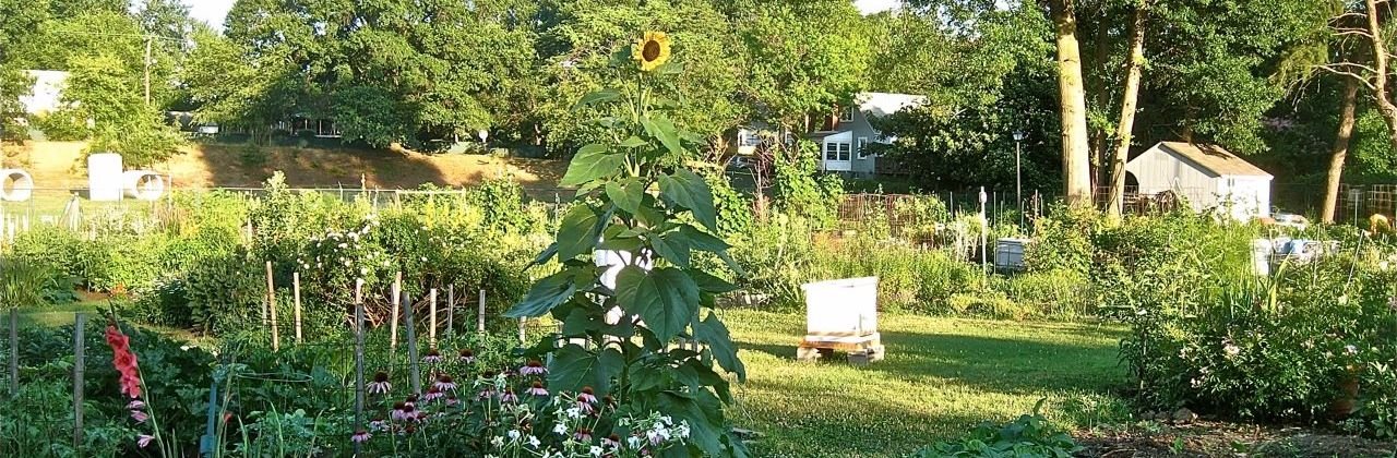 community garden, featuring various plants and a prominent sunflower in the foreground. 